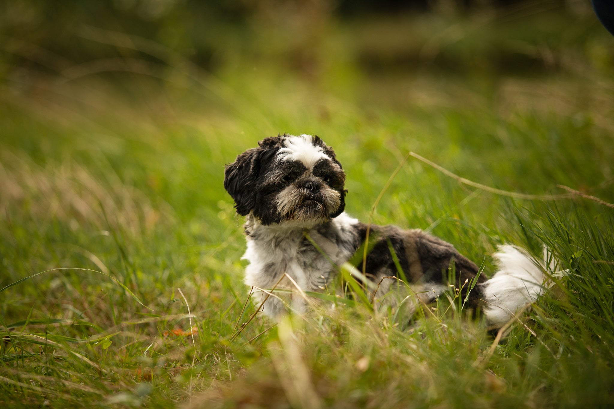 alles für Hunde