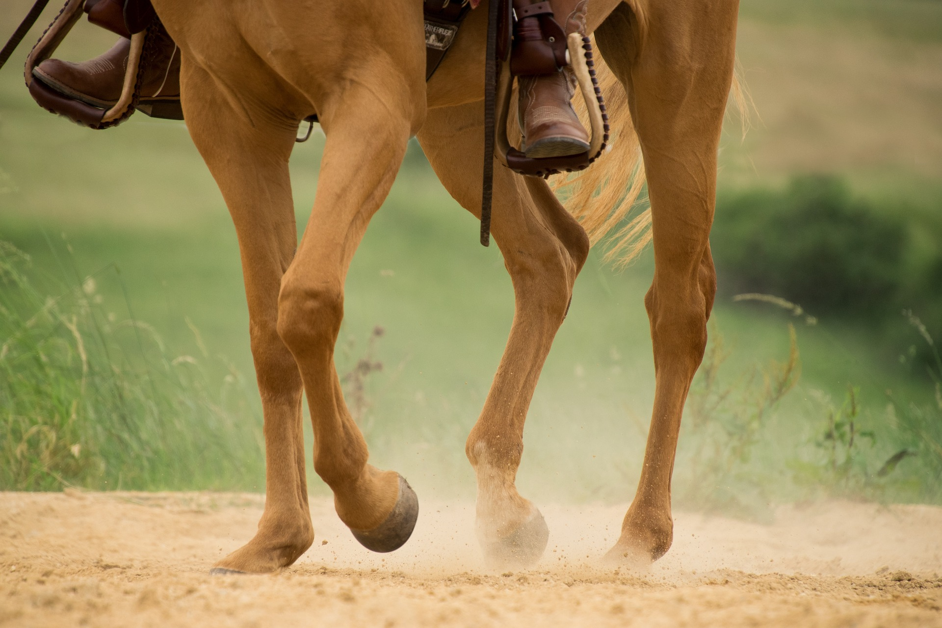 Pferd mit Hufrehe im Sand von seewinkler