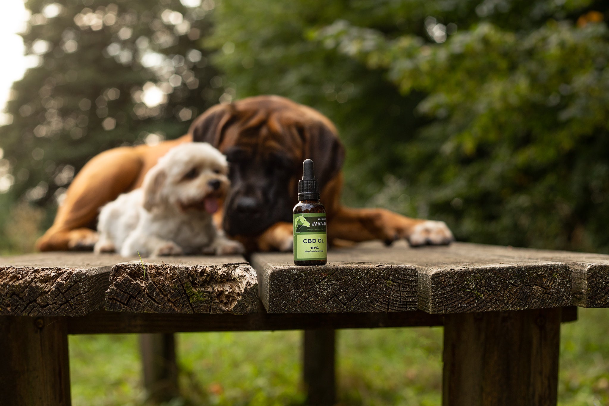 seewinkler CBD Öl 10% auf einem Tisch mit Hunden im Hintergrund